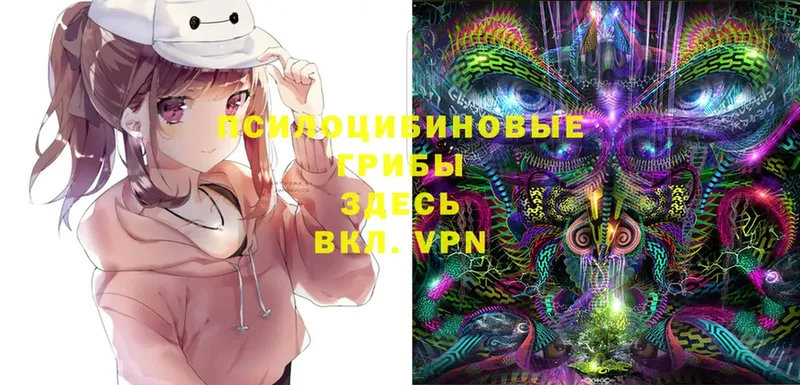 Псилоцибиновые грибы Cubensis  Светлоград 